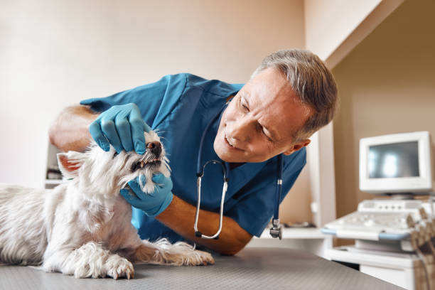 Best 24-Hour Emergency Dentist in Walnut Creek, CA